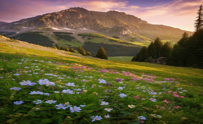 alpine tundra