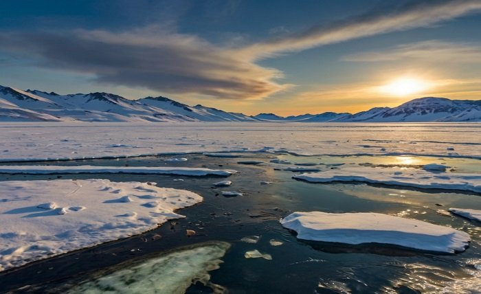 tundra food web