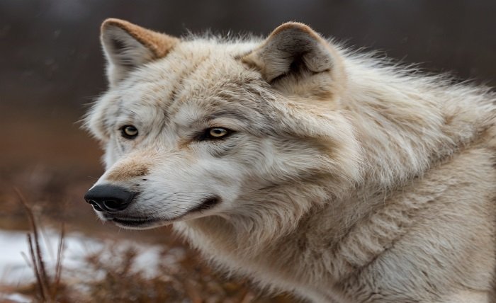 tundra wolf